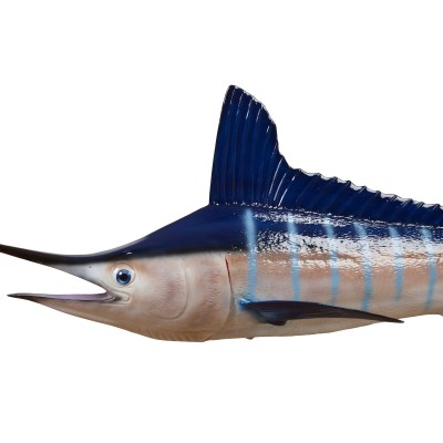 Réplica marina de MARLIN BLANCO